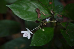 Pseuderanthemum malabaricum